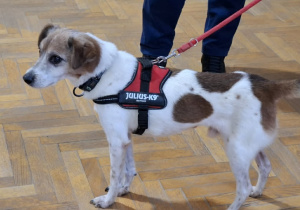 pomagamy zwierzętom