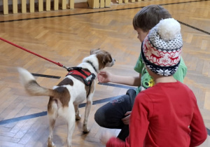 pomagamy zwierzętom