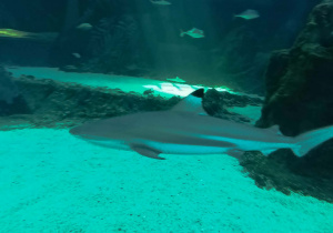 wycieczka do Zoo