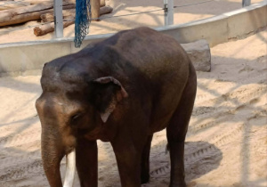 wycieczka do Zoo